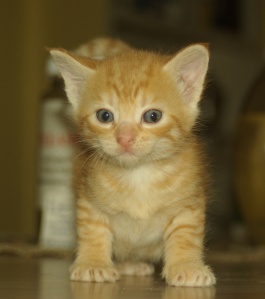 kitten-orange-and-white1